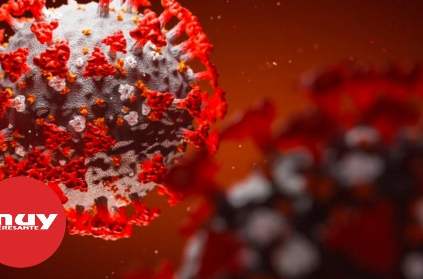  ¿Cómo despliega el coronavirus su material genético dentro de las células humanas?