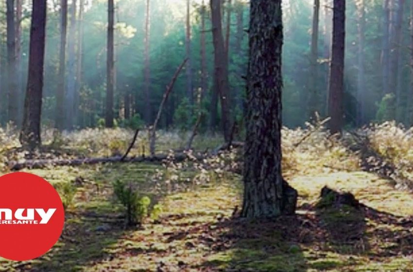  5 cosas que no sabías sobre los bosques