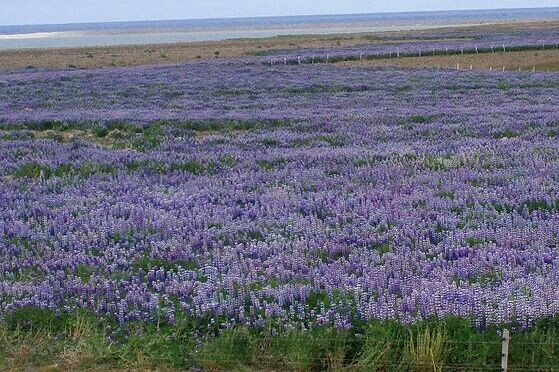  El famoso ‘paisaje lunar’ de Islandia se está volviendo de color púrpura debido a la introducción de una planta