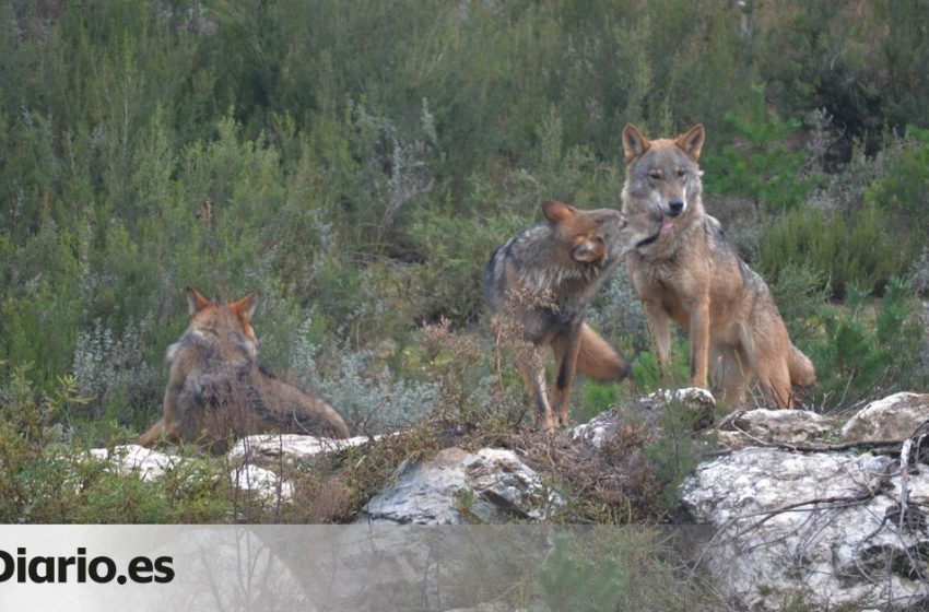  El Gobierno pone el 25 de septiembre como fecha para el fin de la caza del lobo …