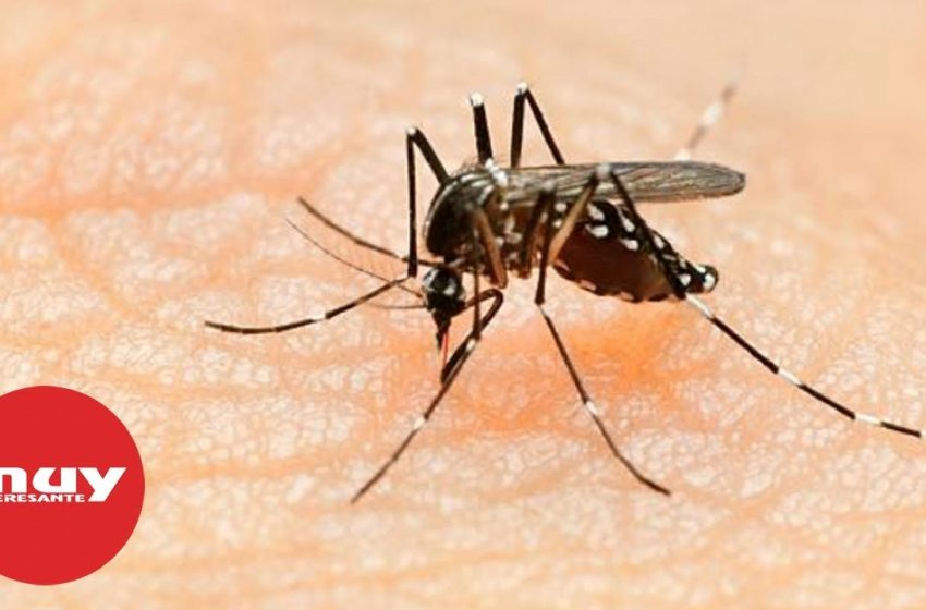 Se detectan dos casos de dengue en España