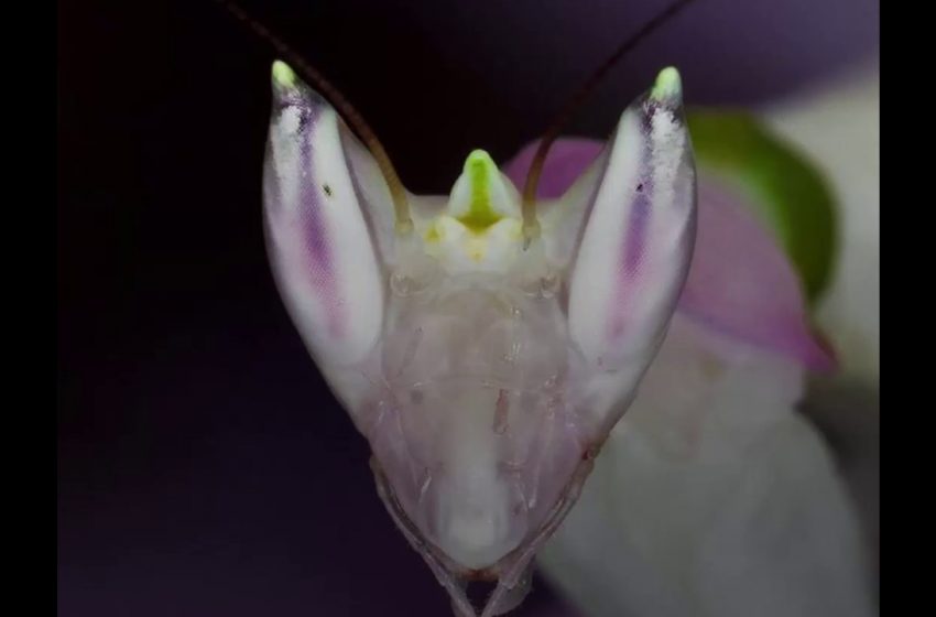  La mantis orquídea, reina del mimetismo