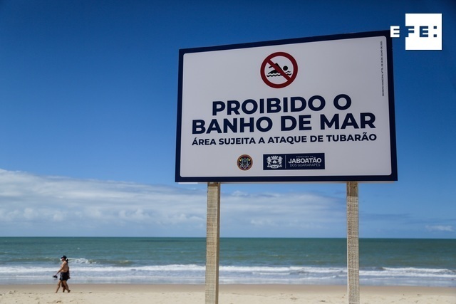  CRÓNICA | En las playas de Recife (Brasil) los turistas no huyen de los tiburones: los buscan.

Por Waldheim García Mont…