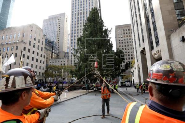  Los neoyorquinos dieron hoy la bienvenida al esperado árbol del Rockefeller Center, luego de dos días de travesía desde …