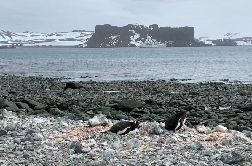  #EFETV | La Antártida: un viaje al fin del mundo con visión hacia el futuro …