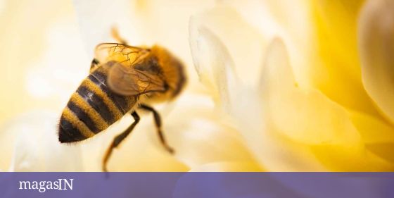 #DíaMundialDeLasAbejas | Las marcas de cosmética se vuelcan en la preservación de las abejas, vía @magasin_ee …