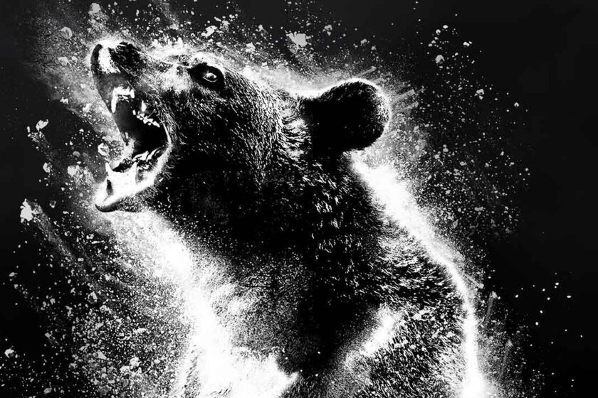 La verdadera historia detrás de «Cocaine Bear», la película sobre el oso que ingerió 35 kilos de cocaína antes de morir