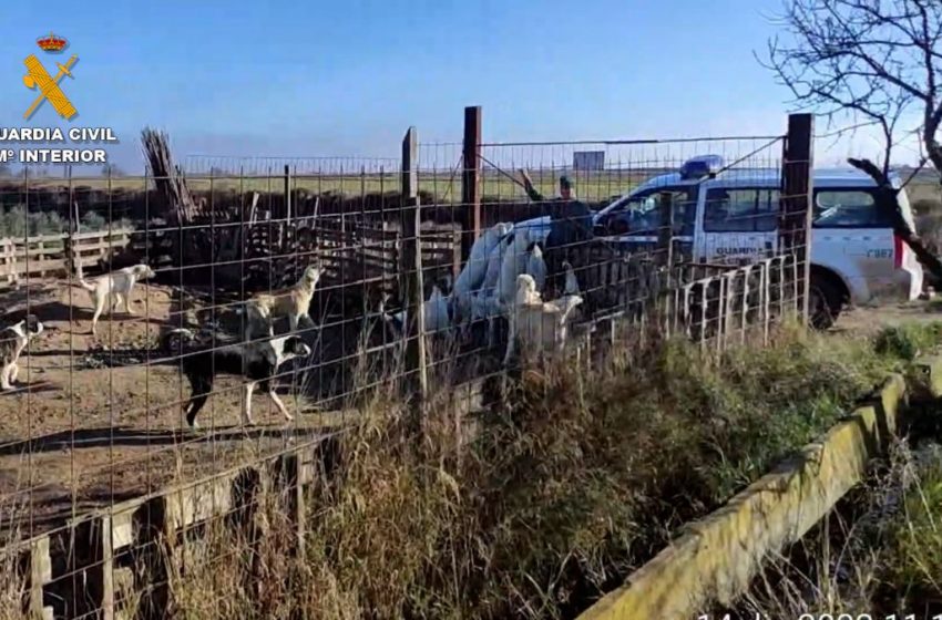  Encuentran 16 perros en pésimas condiciones en Navarra: estaban enfermos y malvivían en la finca, en @navarra_com …