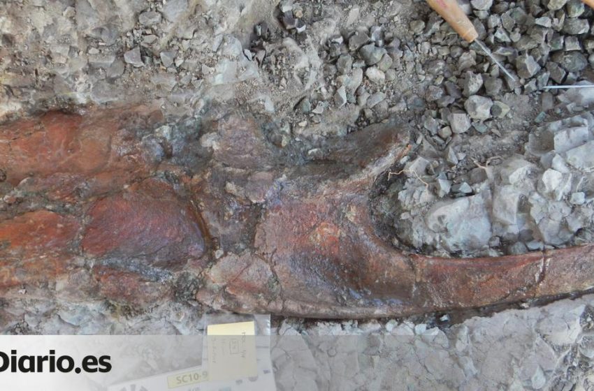  Descubren parte del esqueleto de un dinosaurio herbívoro en un yacimiento de la provincia de Teruel …