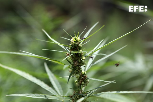  La ONU advierte que legalizar el cannabis no reduce el mercado ilegal y aumenta el consumo.

Por Luis Lidón

 …