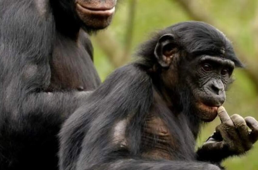  Los simios recuerdan a sus amigos aunque no los hayan visto en décadas