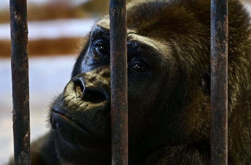  La dramática vida de Bua Noi, la gorila más solitaria del mundo