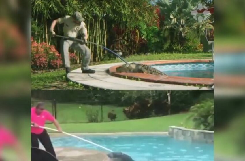  Caimanes en la piscina, ‘twerking’ sobre un coche… Las escenas más locas del tráiler de ‘GTA 6’ están basadas en hechos reales