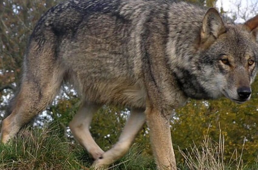  Bruselas pide rebajar la protección del lobo tras constatar que mata a 65.500 animales al año en la UE, hasta 14.000 en España
