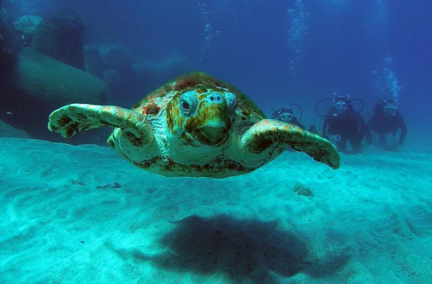  Hallan muerta en el puerto de Ceuta a una tortuga marina afectada por los plásticos