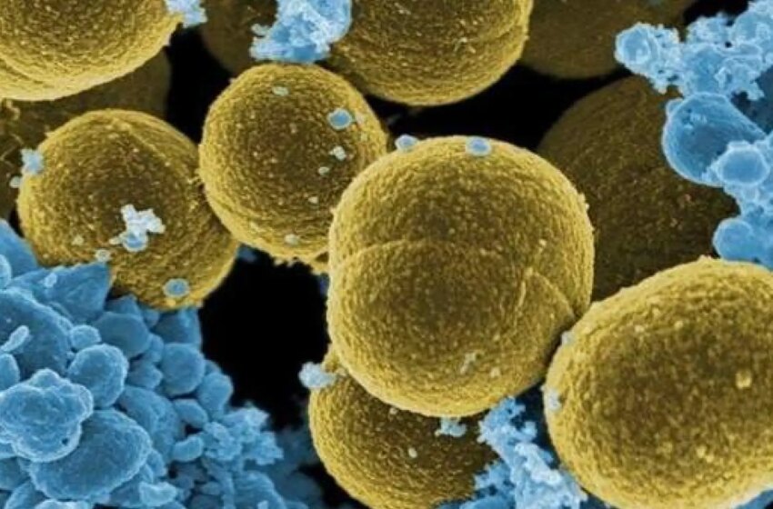  Impulsan el primer tratamiento producido en España frente a bacterias multirresistentes utilizando los virus que las infectan