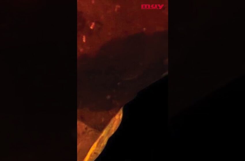  175   Encuentran una lagartija dentro de un Ámbar (Como en Parque Jurásico)