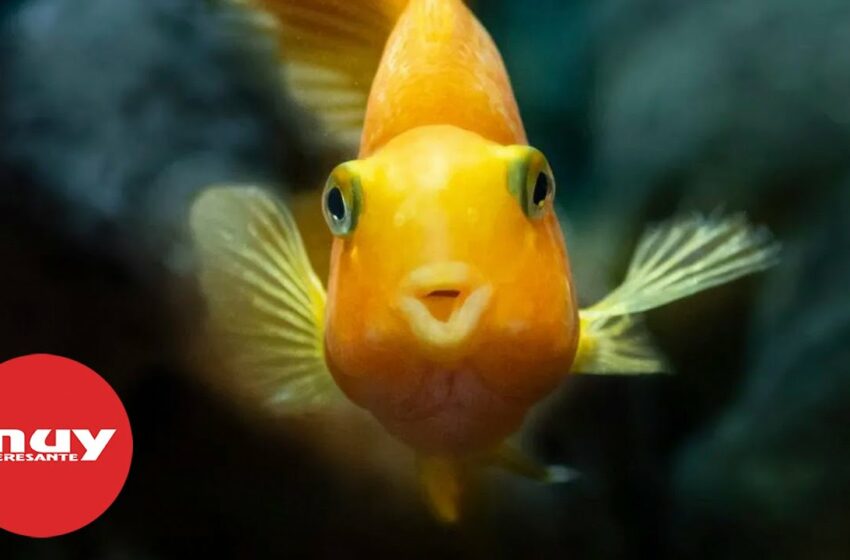  Los peces son buenos en matemáticas