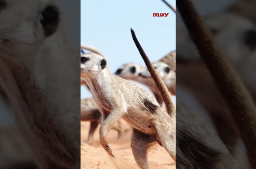  Estos animales también fueron a la guerra