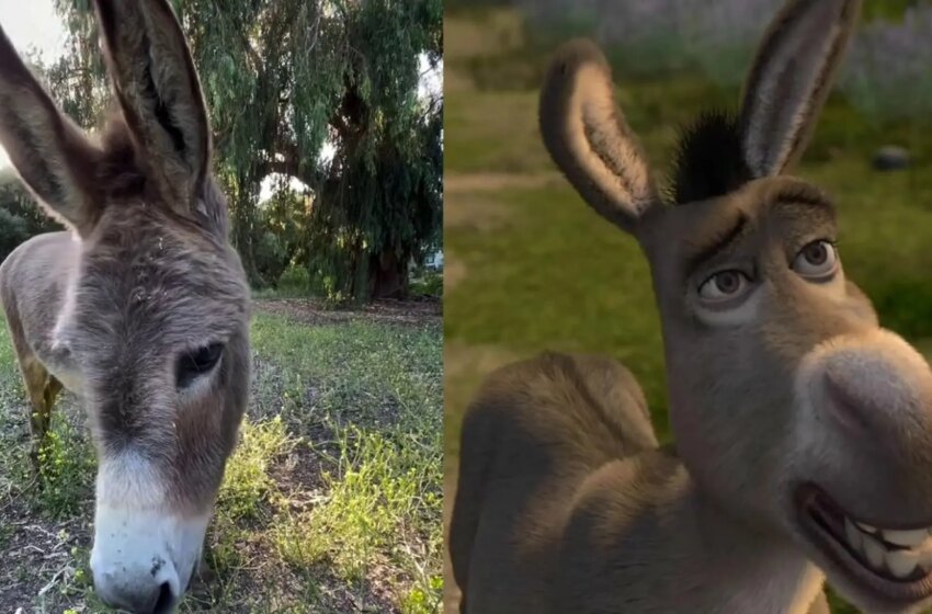 Muere Perry, el burro que inspiró a Asno en ‘Shrek’: tenía 30 años
