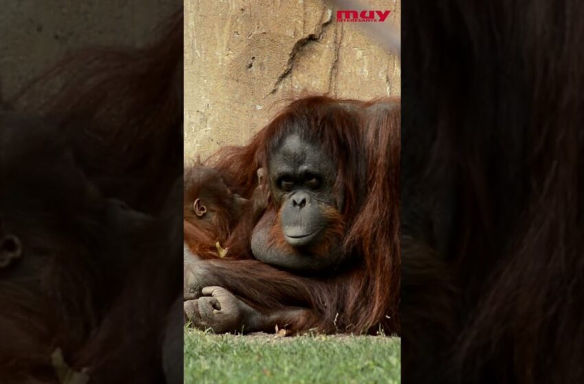  Los orangutanes adaptan su vocabulario al relacionarse socialmente