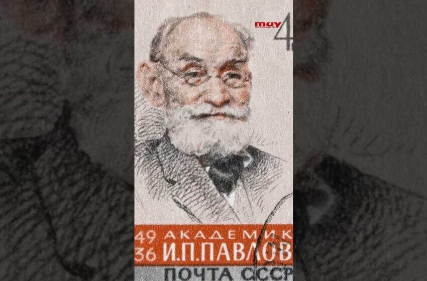  Estos PERROS están ayudando en la guerra RUSIA-UCRANIA