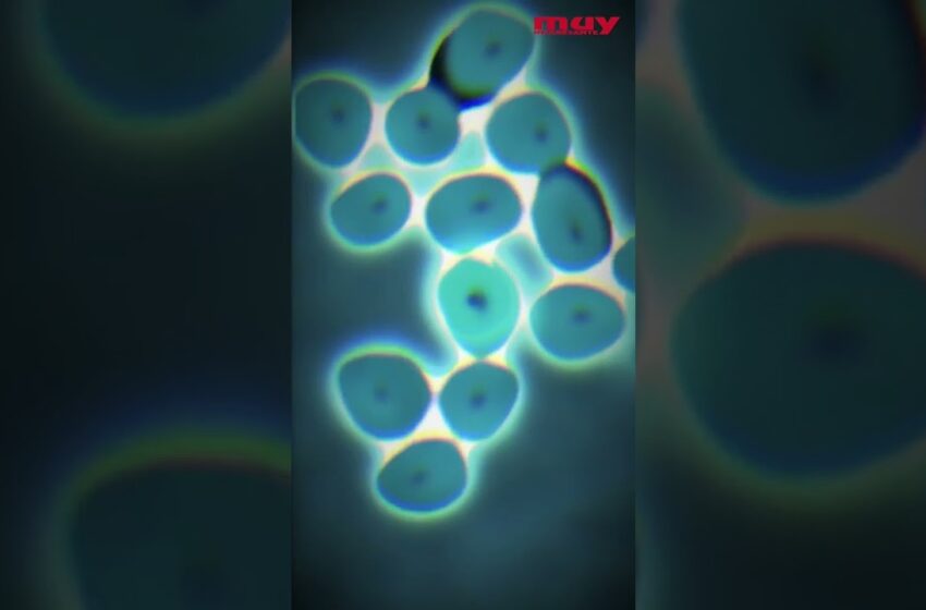  *DESCUBIERTA* La clave para la eterna juventud