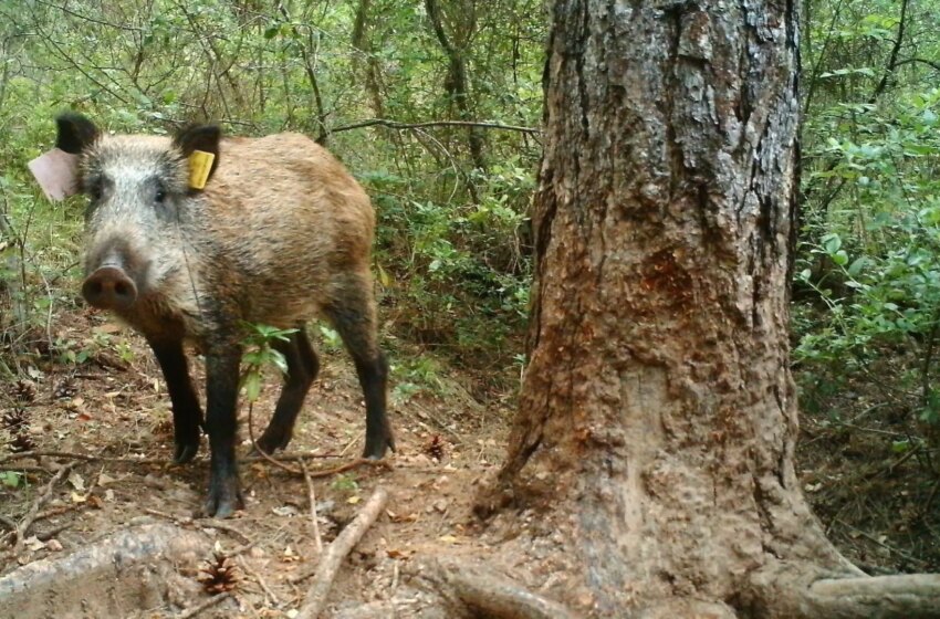  aparecen jabalíes bañándose en el puerto de Denia