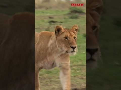  La MEGAFAUNA sudamericana del pleistoceno