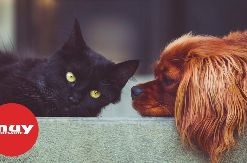  Tener una mascota podría ser beneficioso para el cerebro