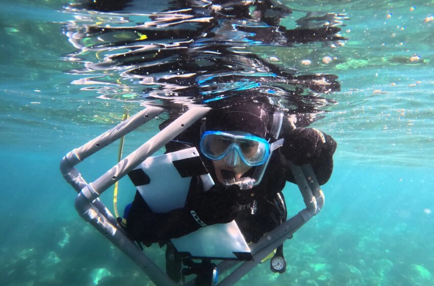  Las posidonias ya salvaron la vida en el planeta al menos una vez