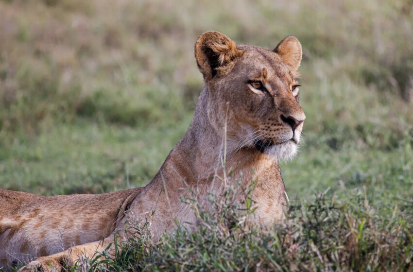  Un empresario alemán muere tras ser atacado por una leona en un safari de lujo en África