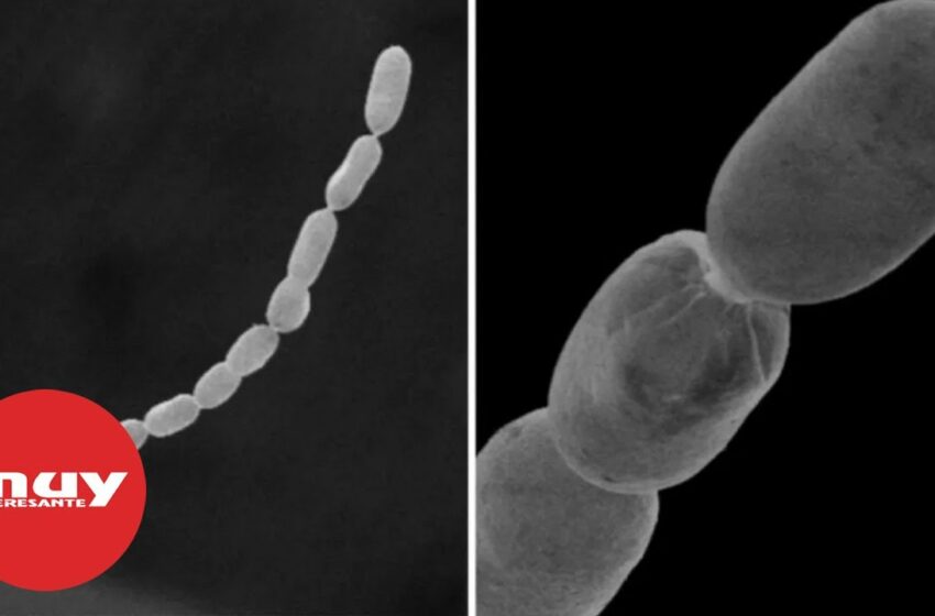  Descubren la bacteria más grande conocida