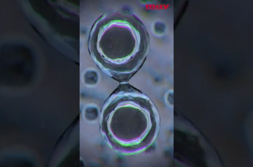  Consiguen CONTROLAR células vivas mediante ultrasonidos