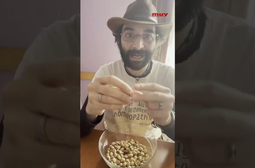  La abertura del PISTACHO,  por esto la tienen