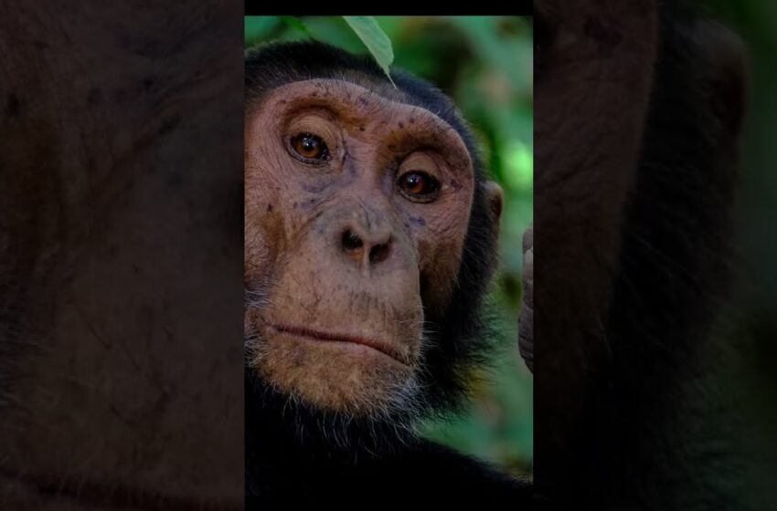  Te cuento La historia del universo en 5 minutos
