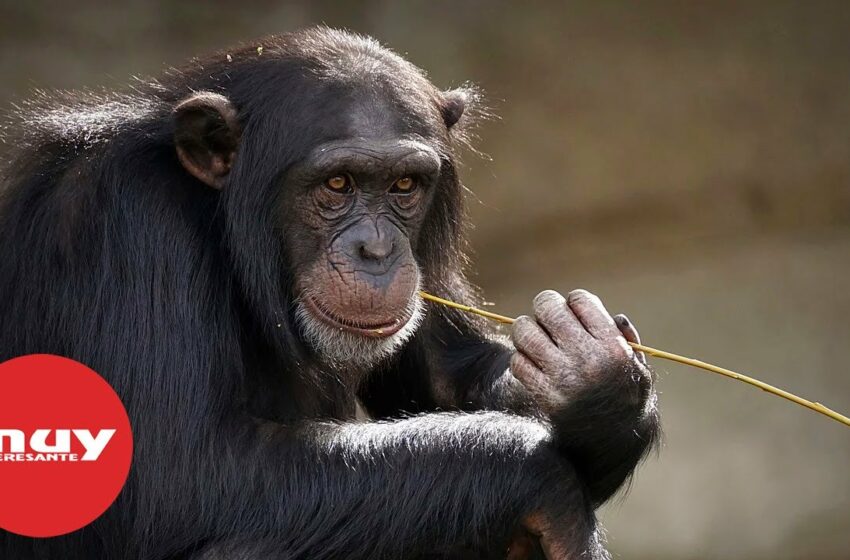  Observan a chimpancés usando insectos para curar sus heridas