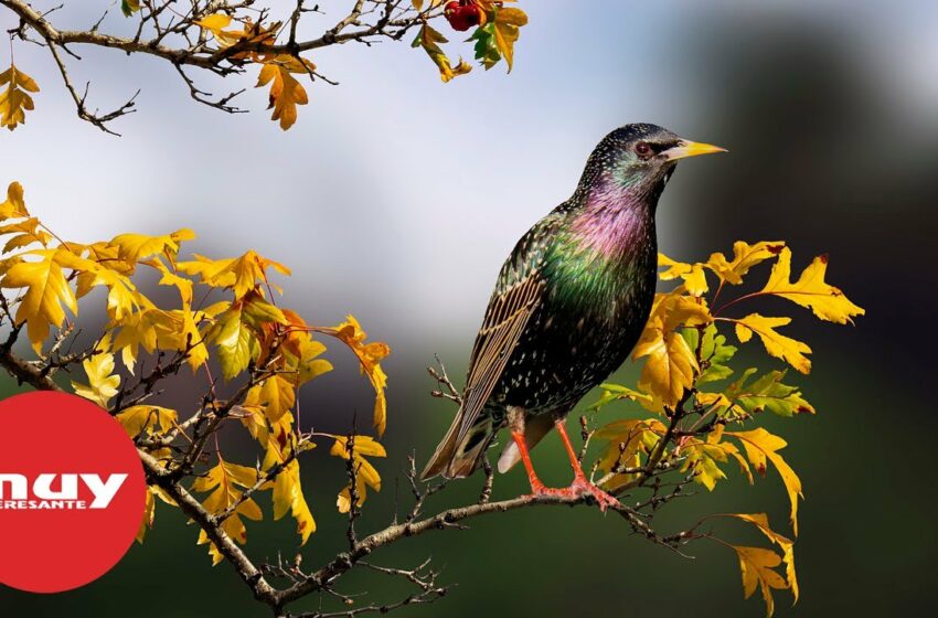  ¿Por qué los estorninos vuelan en grandes bandadas en invierno?