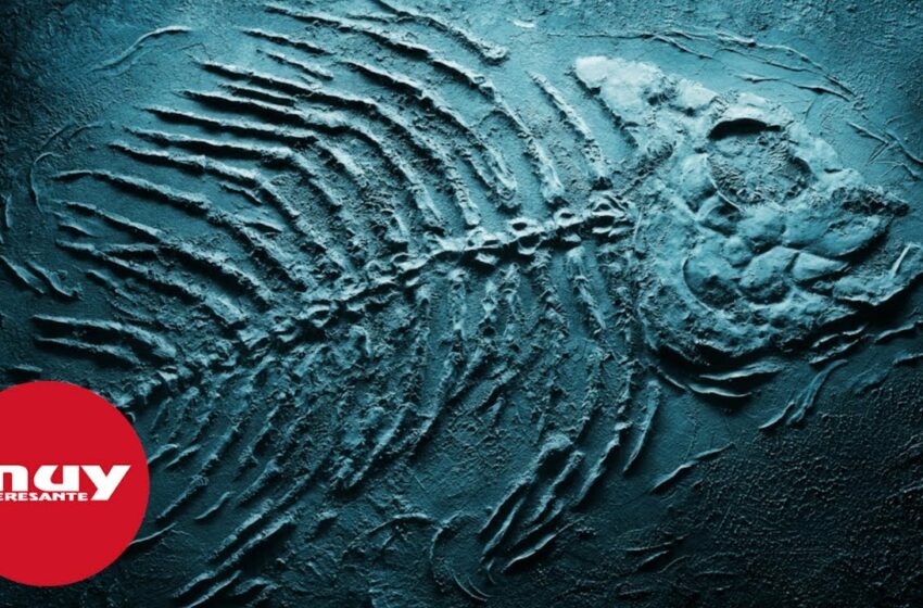  La sexta extinción masiva ya ha comenzado