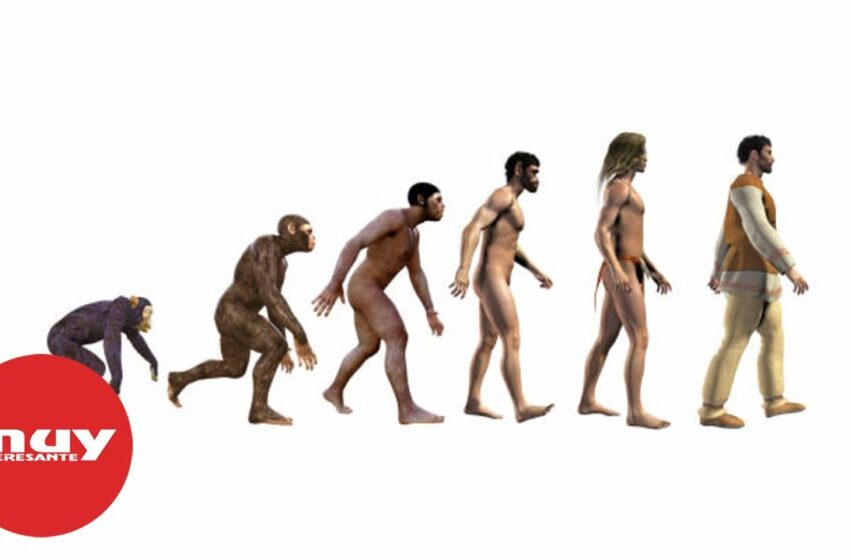  La clásica ilustración de evolución del mono al hombre es errónea
