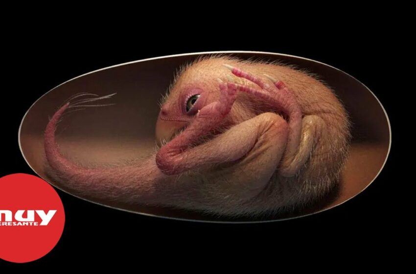  Encuentran en un huevo el fósil de un bebé dinosaurio perfectamente conservado