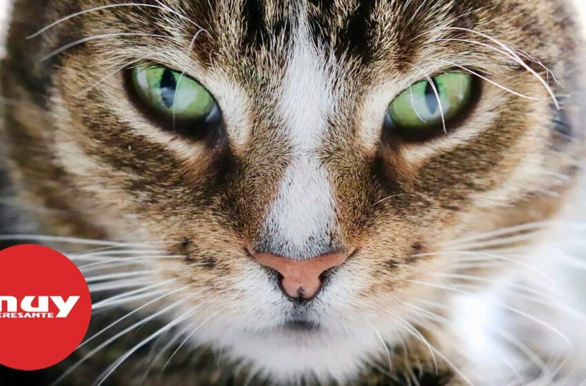  Científicos crean un cuestionario para averiguar si tu gato es un psicópata