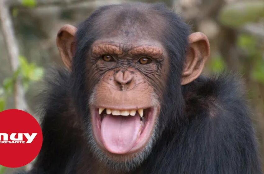  Los monos no saben perder (Día Mundial del Mono)