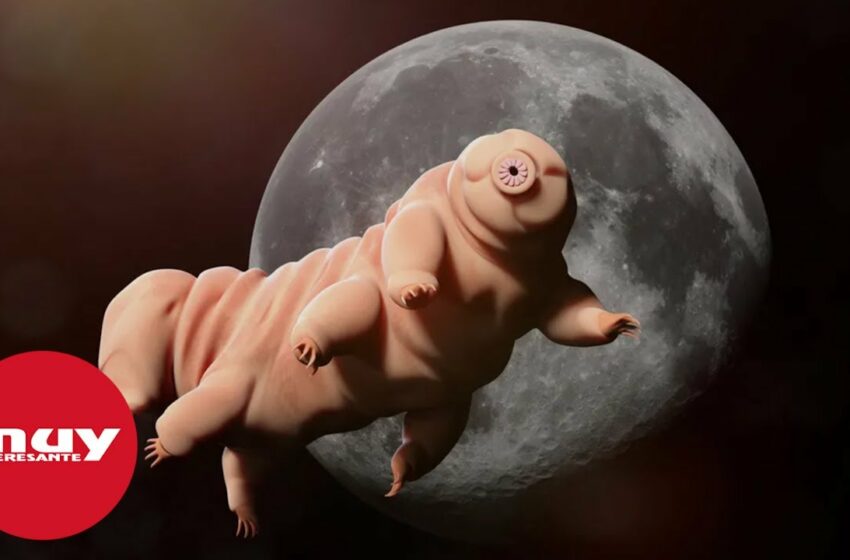  Encuentran el punto débil de los casi indestructibles tardígrados