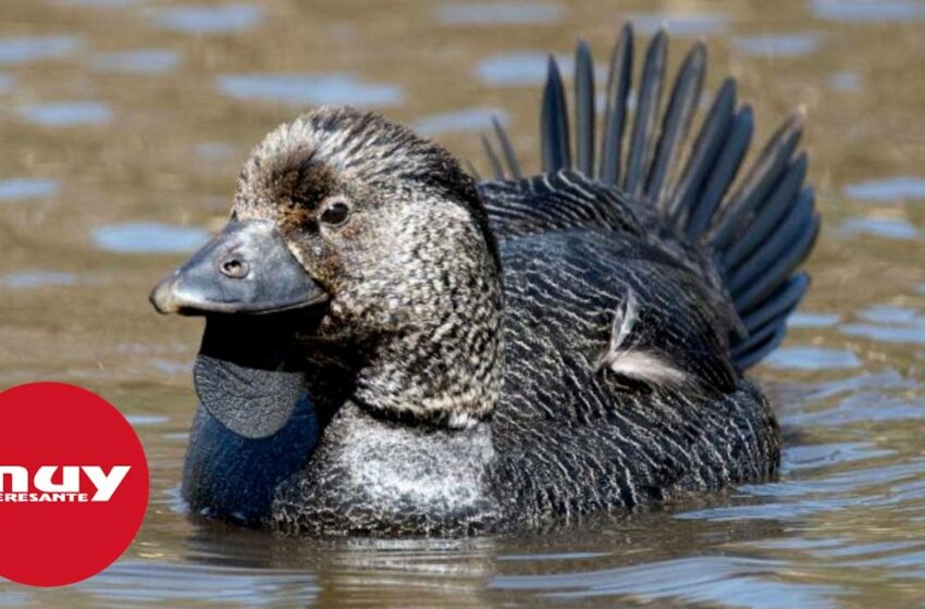  Un pato parlante deja boquiabierta a la comunidad científica