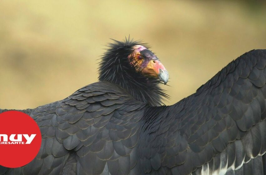  Dos cóndores hembra se reproducen de forma asexual pese a tener machos cerca