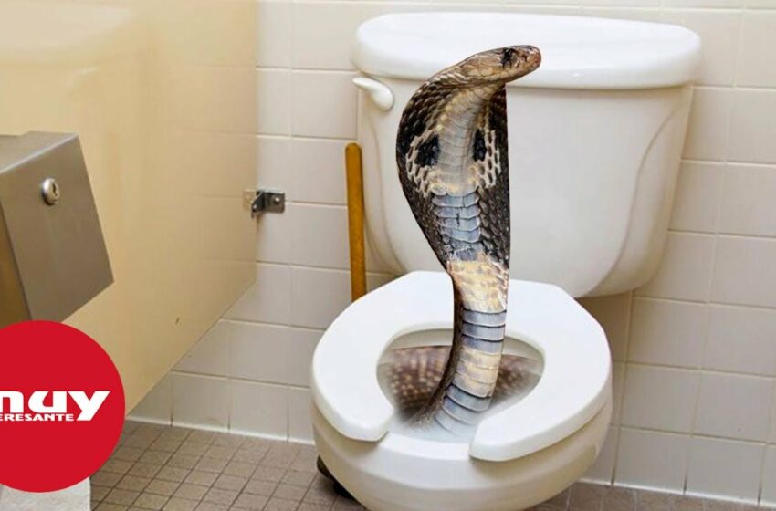  Una serpiente le muerde en el pene y sufre necrosis escrotal