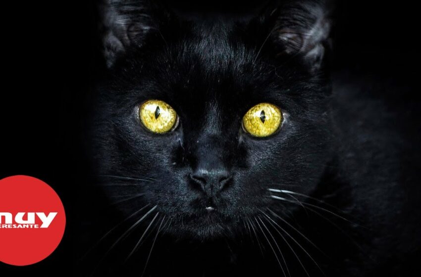  ¿De dónde vienen las supersticiones del gato negro?