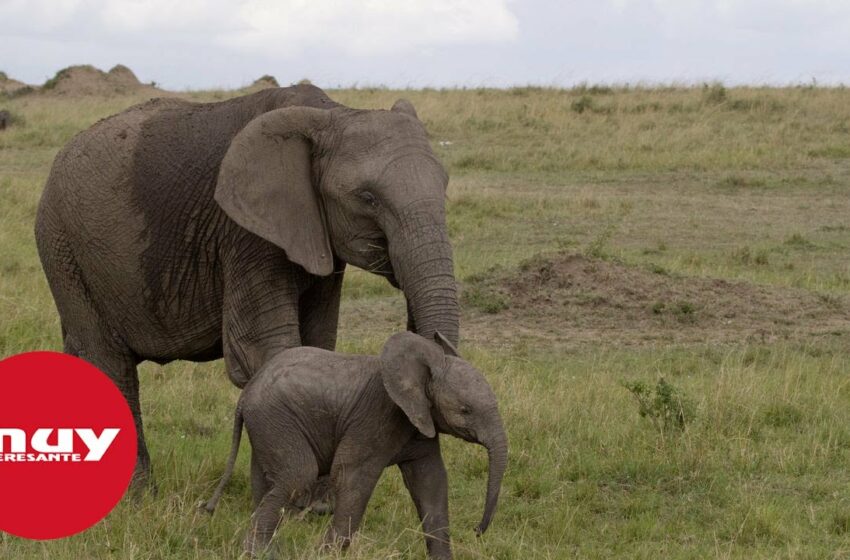  La caza furtiva está provocando que los elefantes nazcan sin colmillos