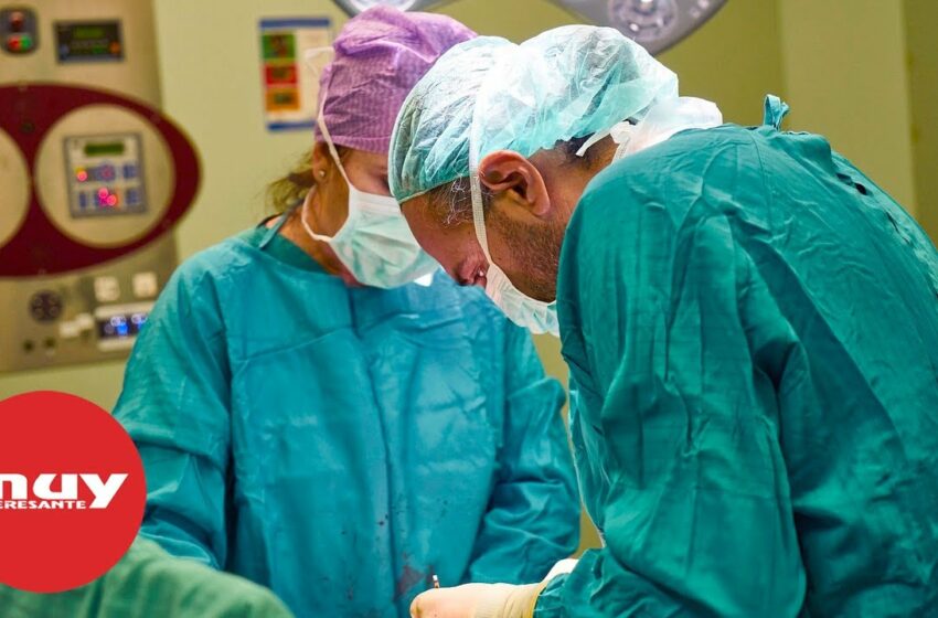 Cirujanos estadounidenses trasplantan con éxito un riñón de cerdo a un humano